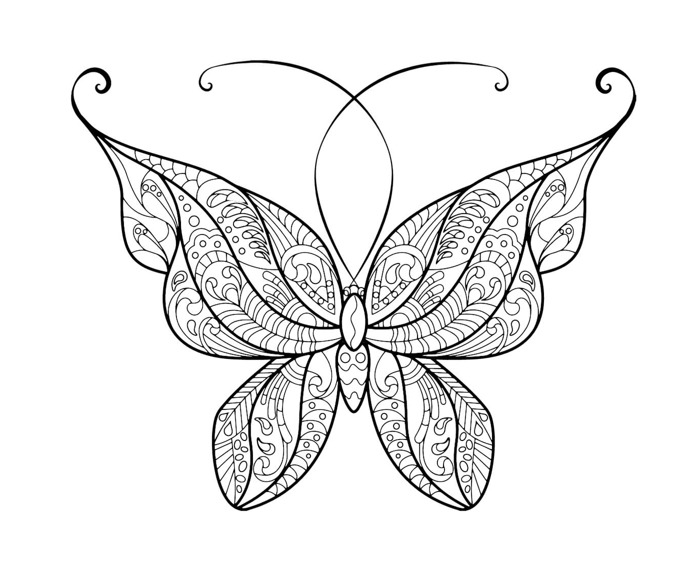   Magnifique papillon adulte aux motifs élégants 