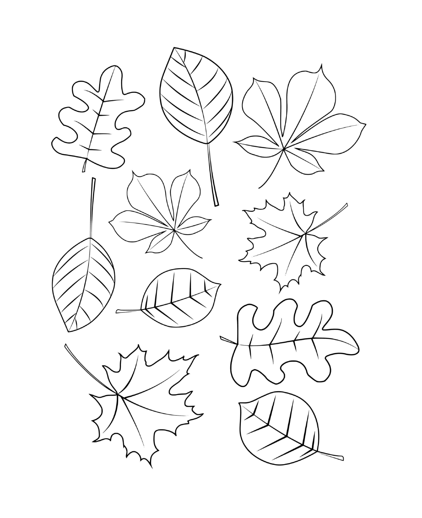   Différents types de feuilles dessinées sur papier 