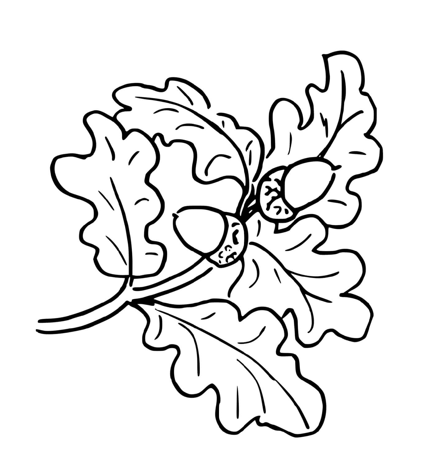   Feuille de chêne d'automne avec glands 
