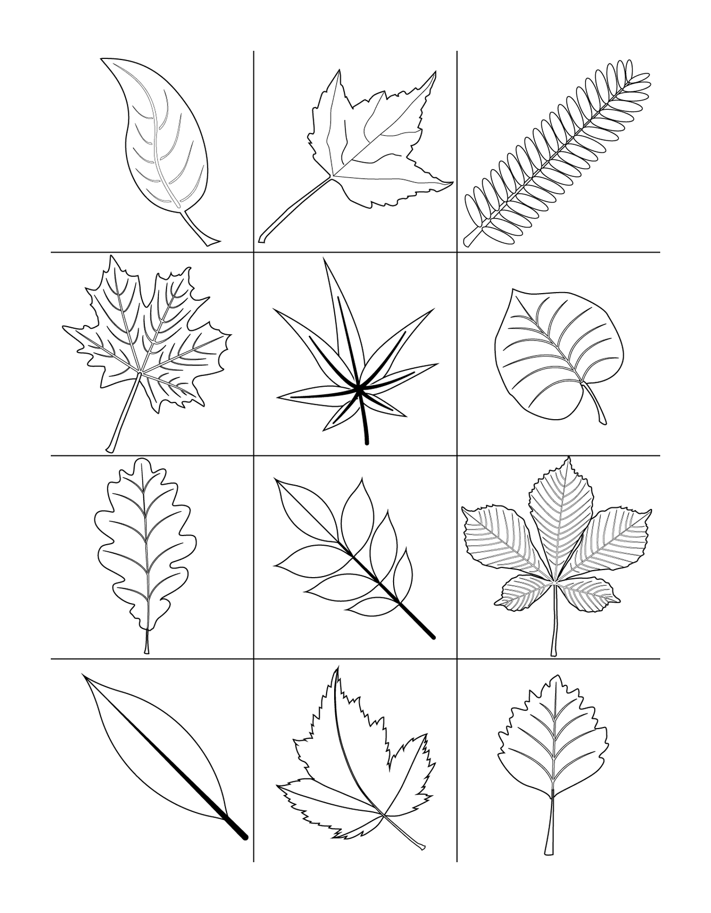  Ensemble de 12 feuilles différentes dessinées 