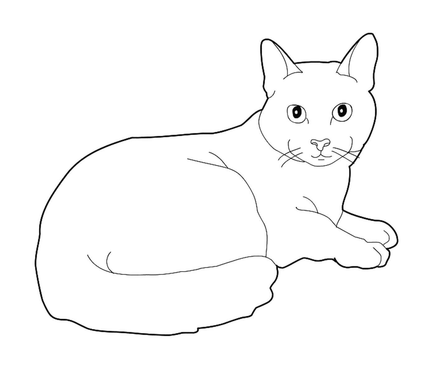   Un Bleu Russe, un chat maltais 