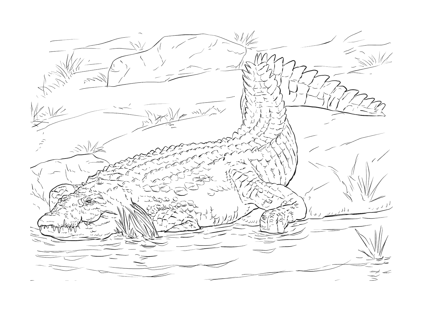  Un adulte de crocodile du Nil dans son habitat naturel 