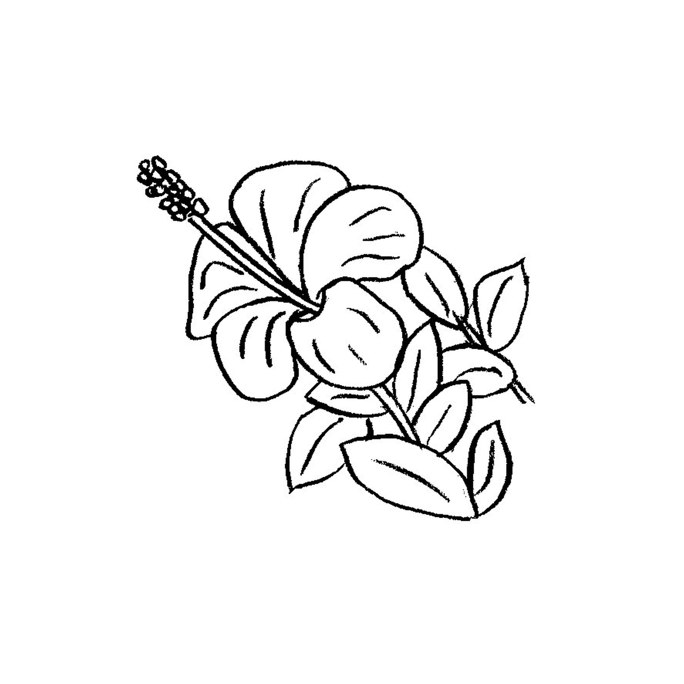   Une fleur hawaïenne avec des feuilles 