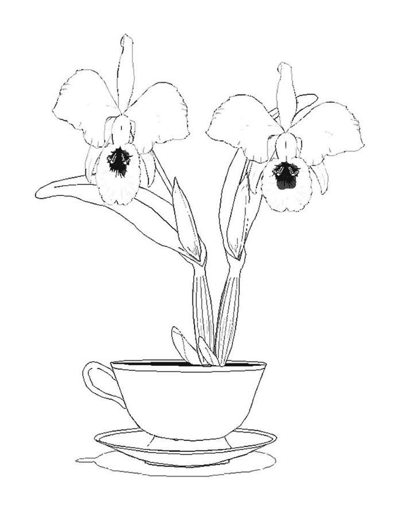   Deux orchidées dans une tasse 