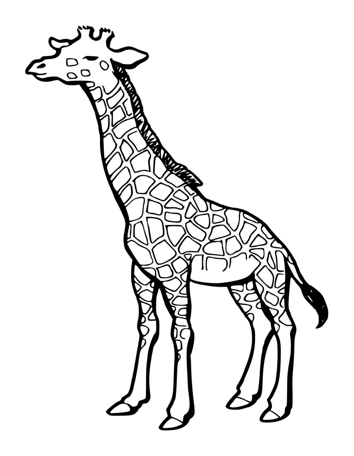   Une partie du corps d'une girafe 