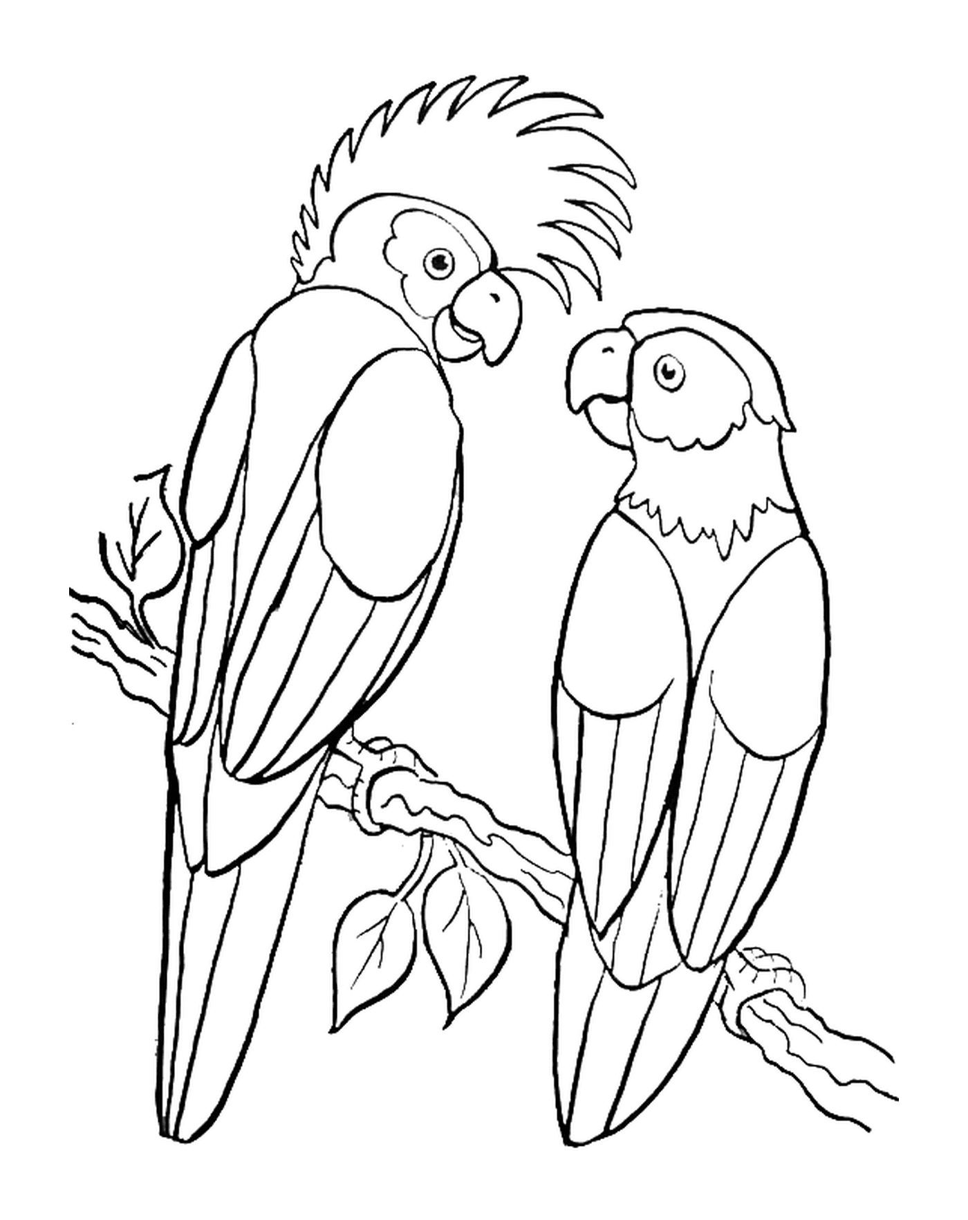   Couple de perroquets sur une branche d'arbre 