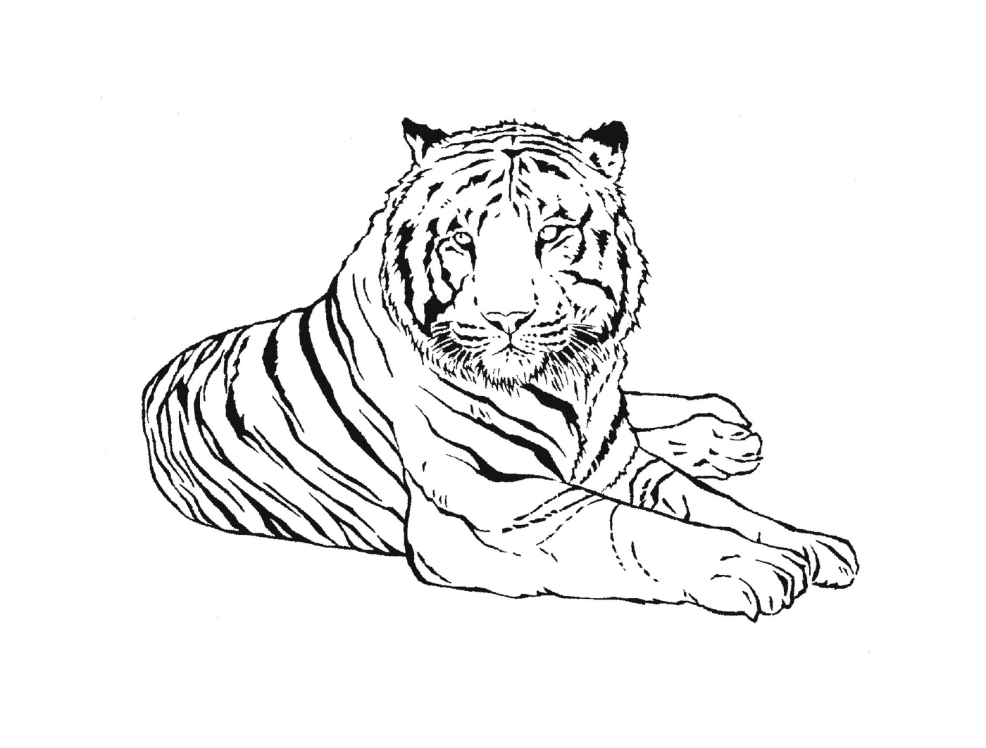   Un tigre de la région de Buenos Aires 