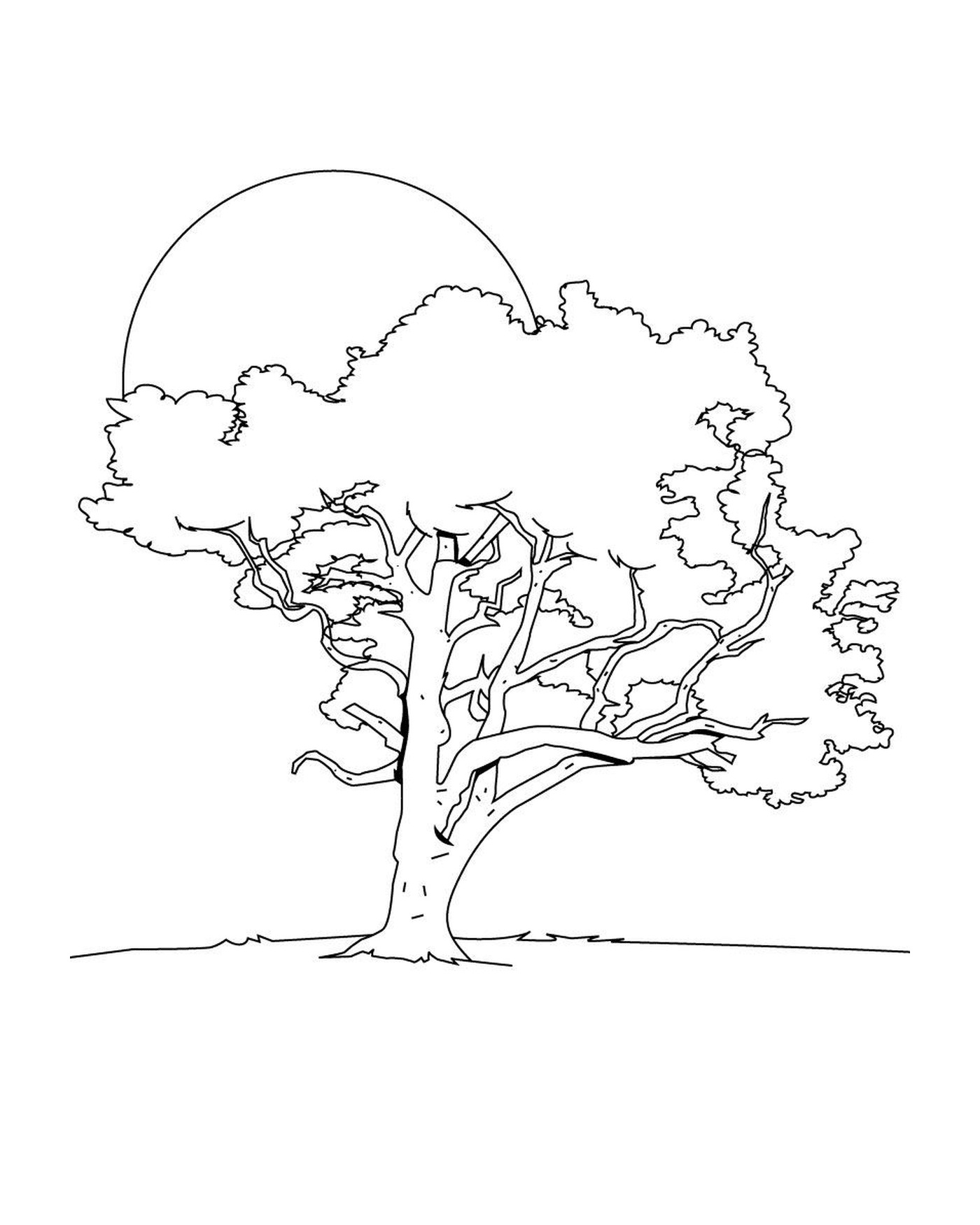   Un arbre 