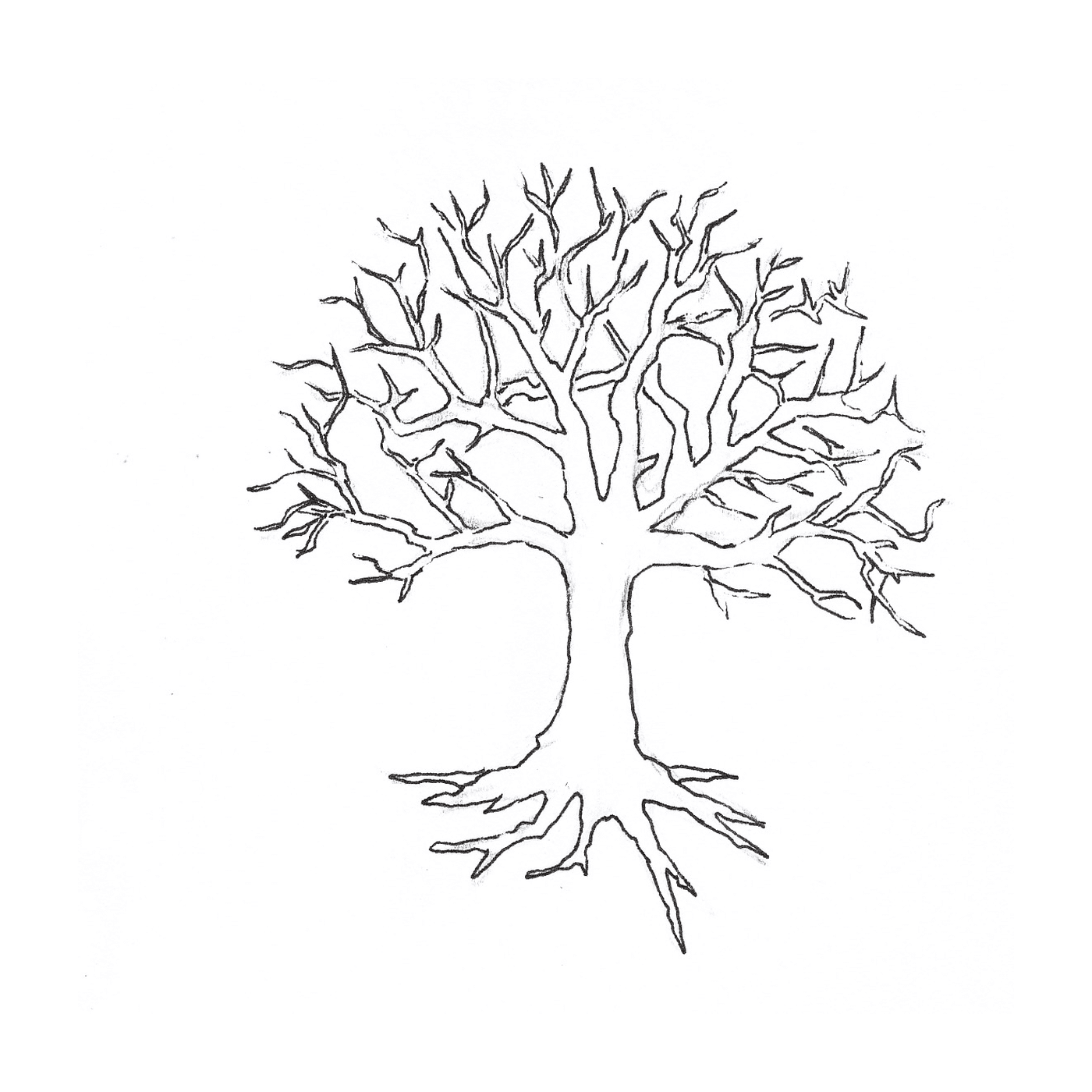   Un arbre dénudé sans feuilles 