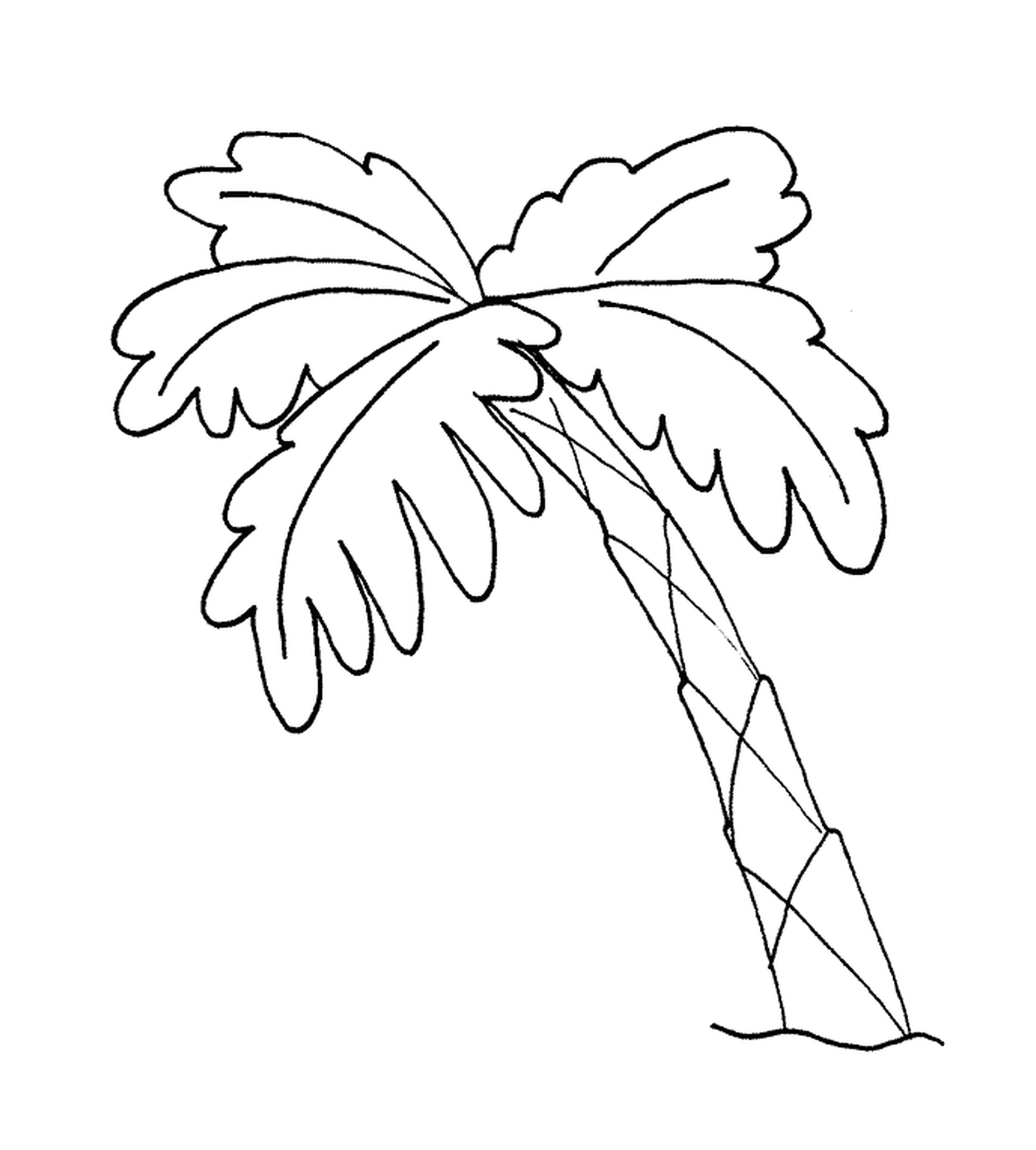   Un palmier 