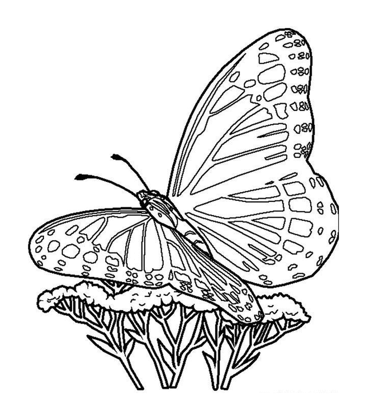   Un papillon sur une fleur 