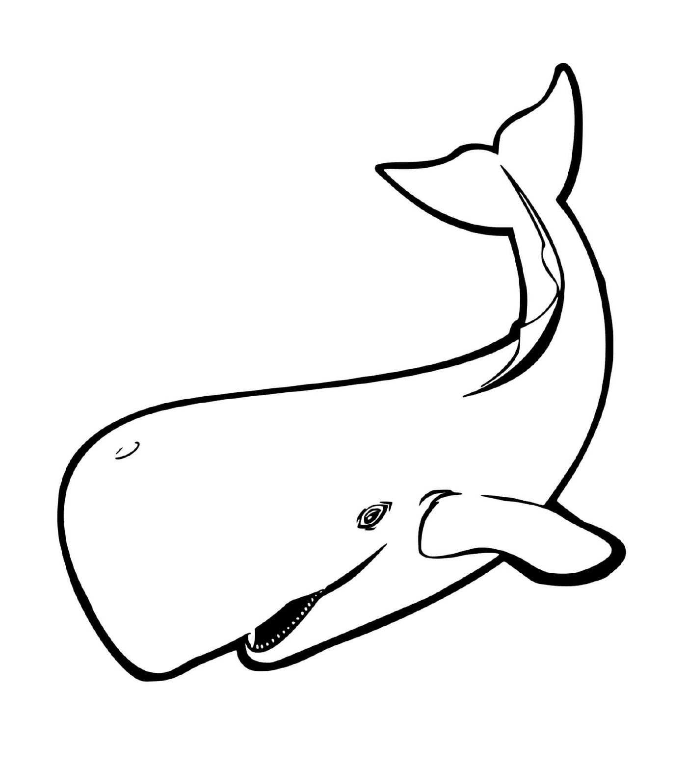   une baleine 
