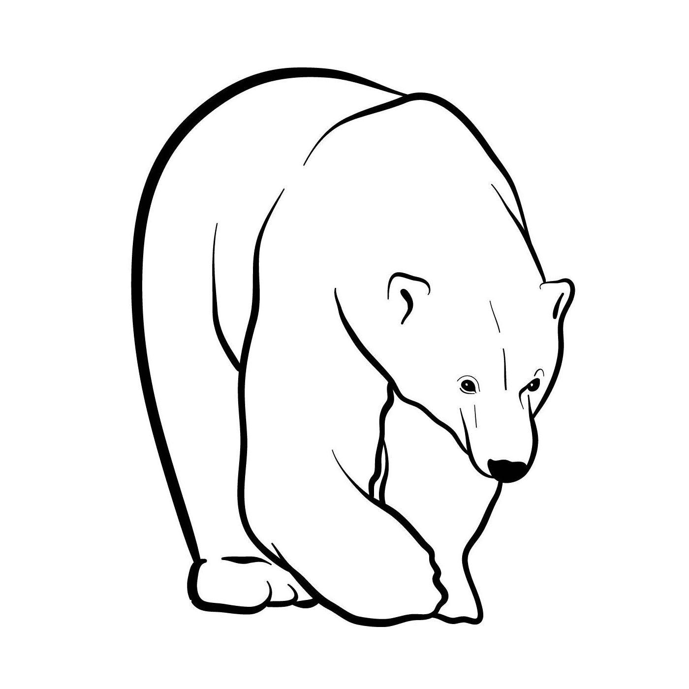   Un ours polaire 
