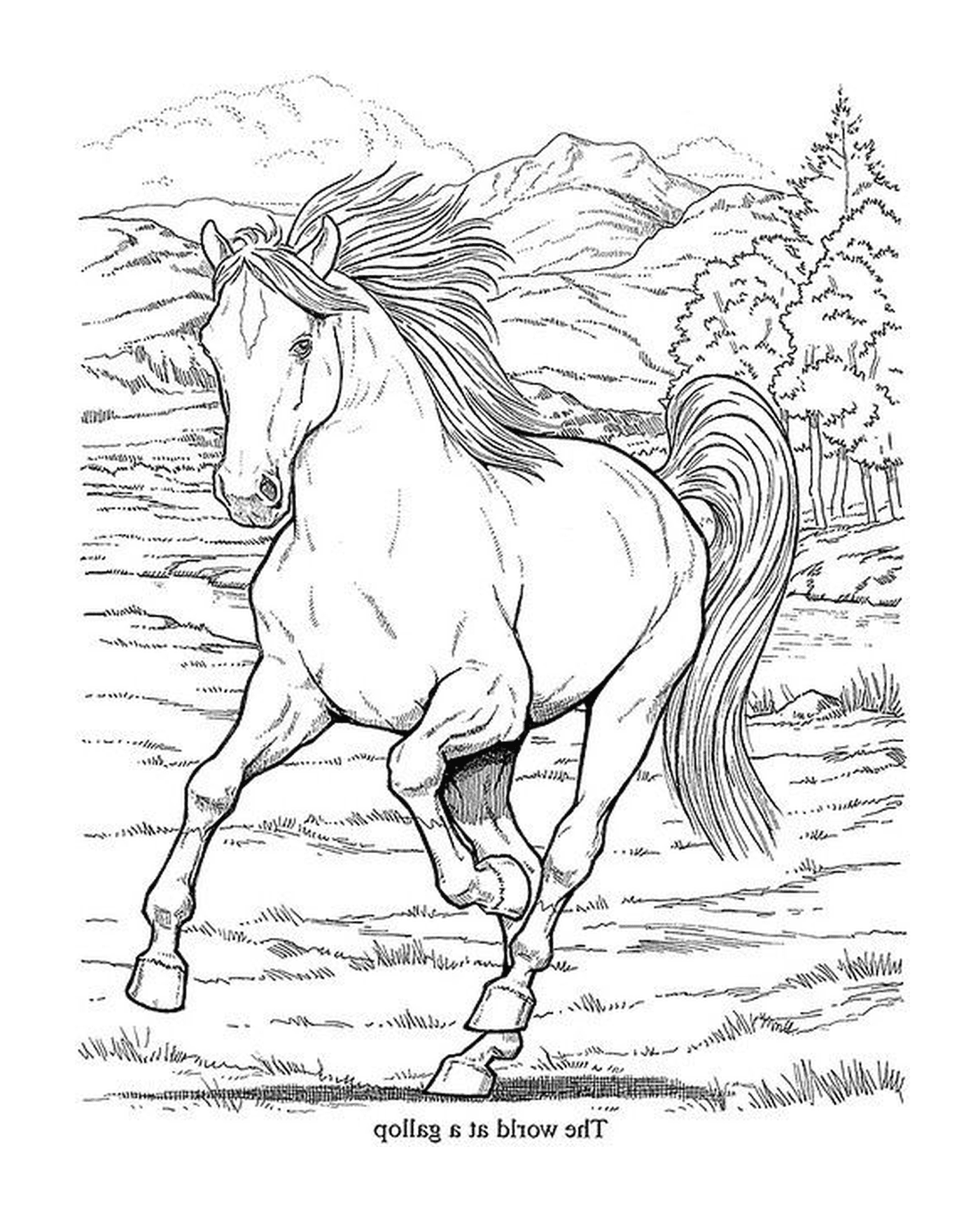 coloriage adulte animaux cheval