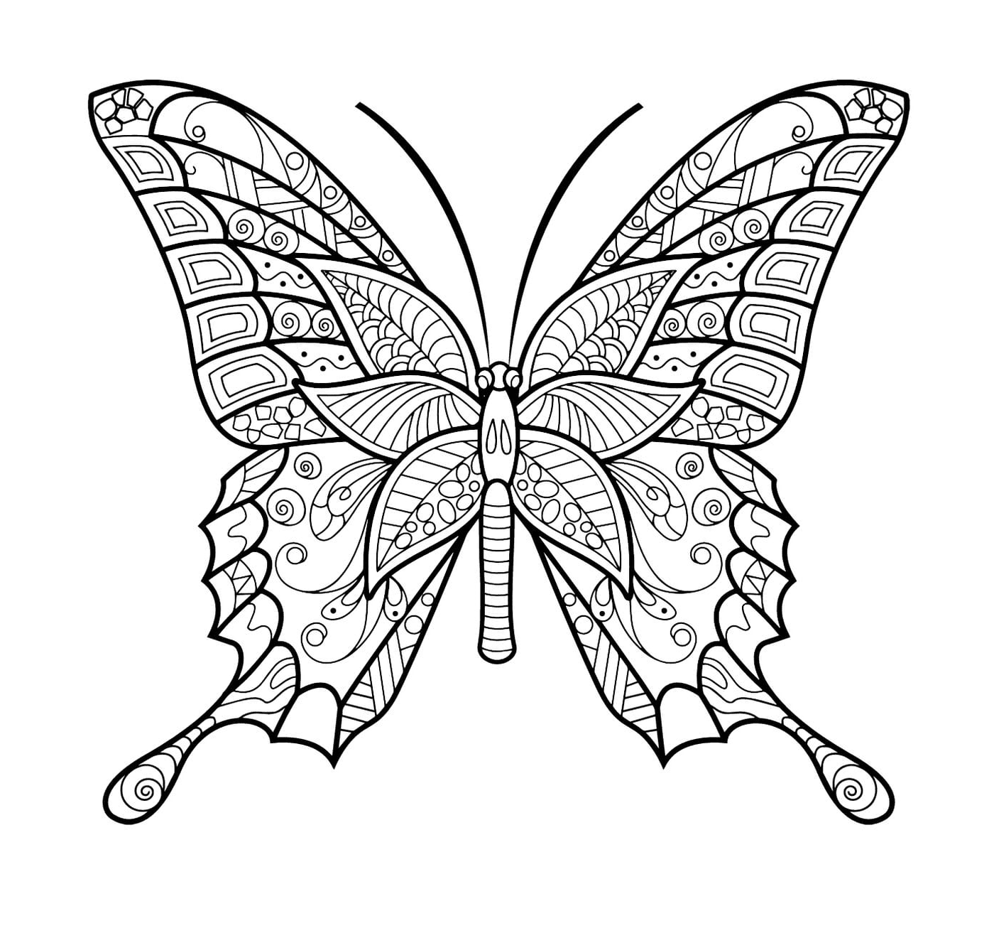 papillon insecte jolis motifs 6