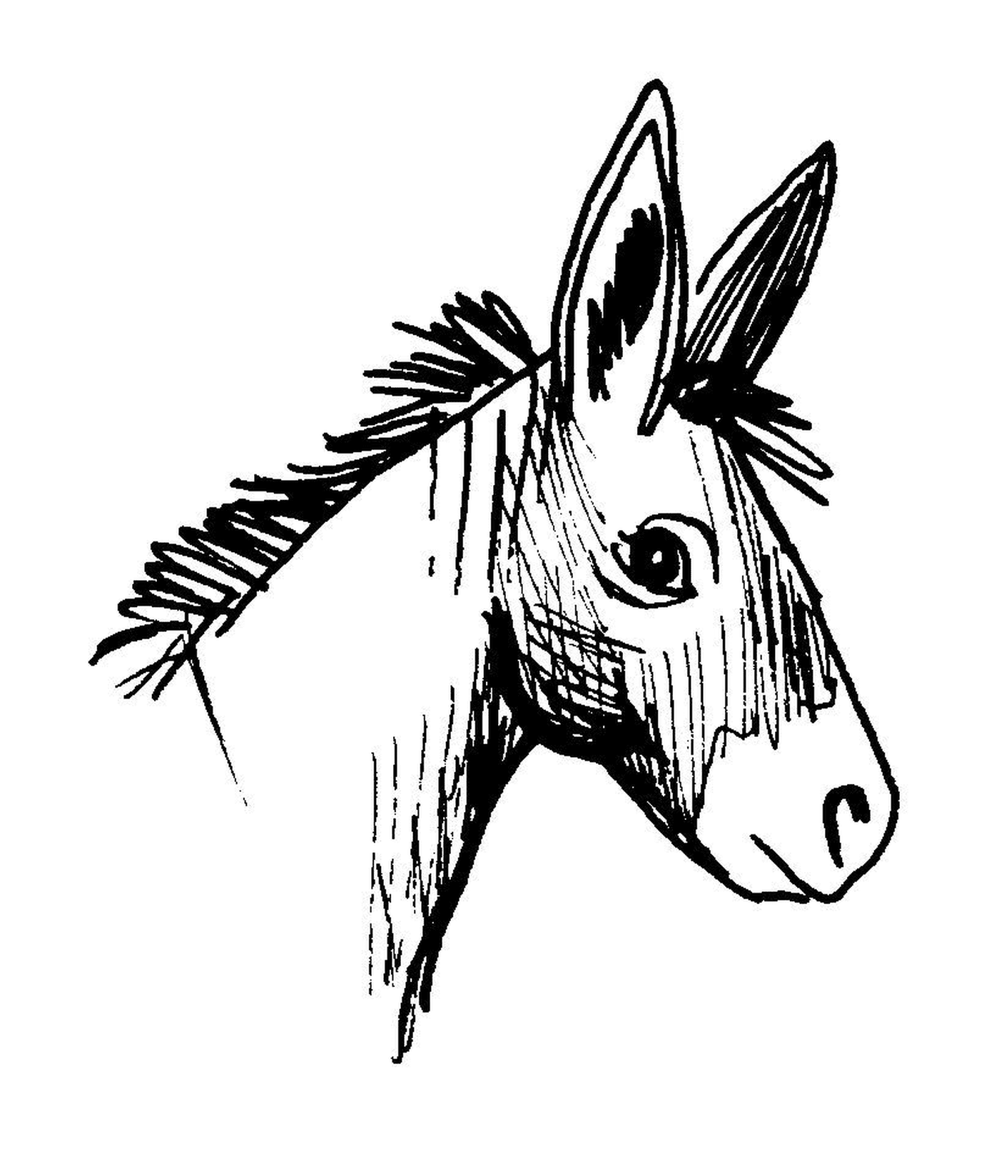 coloriage portrait ane cousin cheval