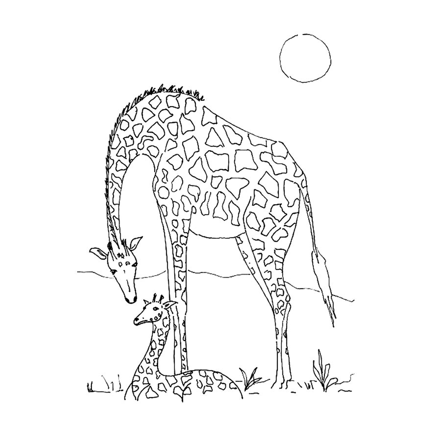 coloriage giraffe