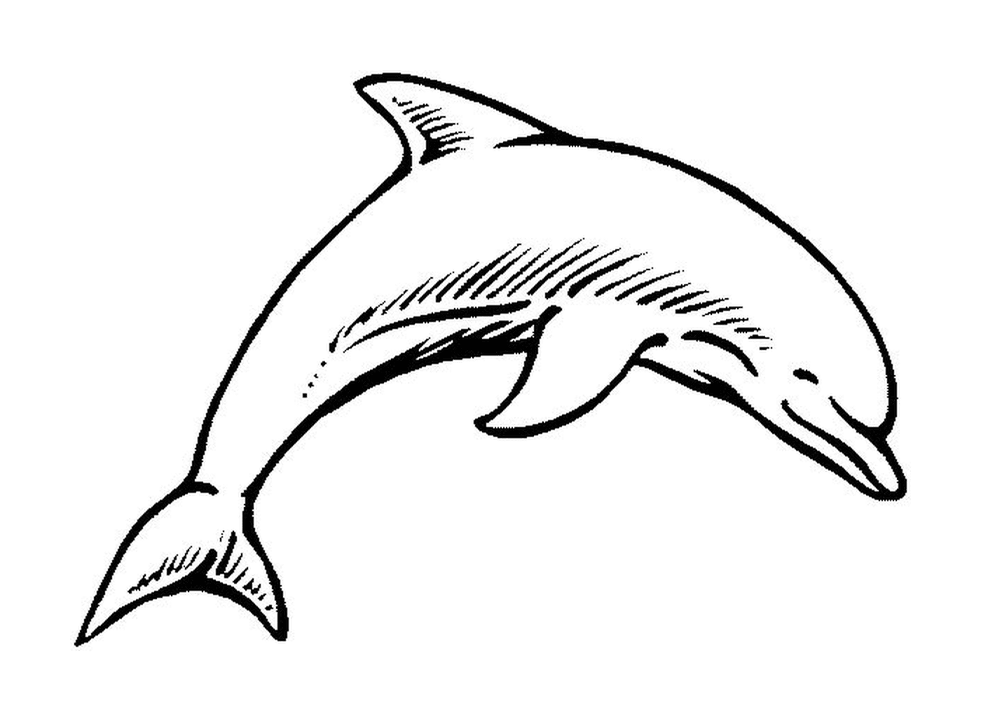 coloriage bebe dauphin