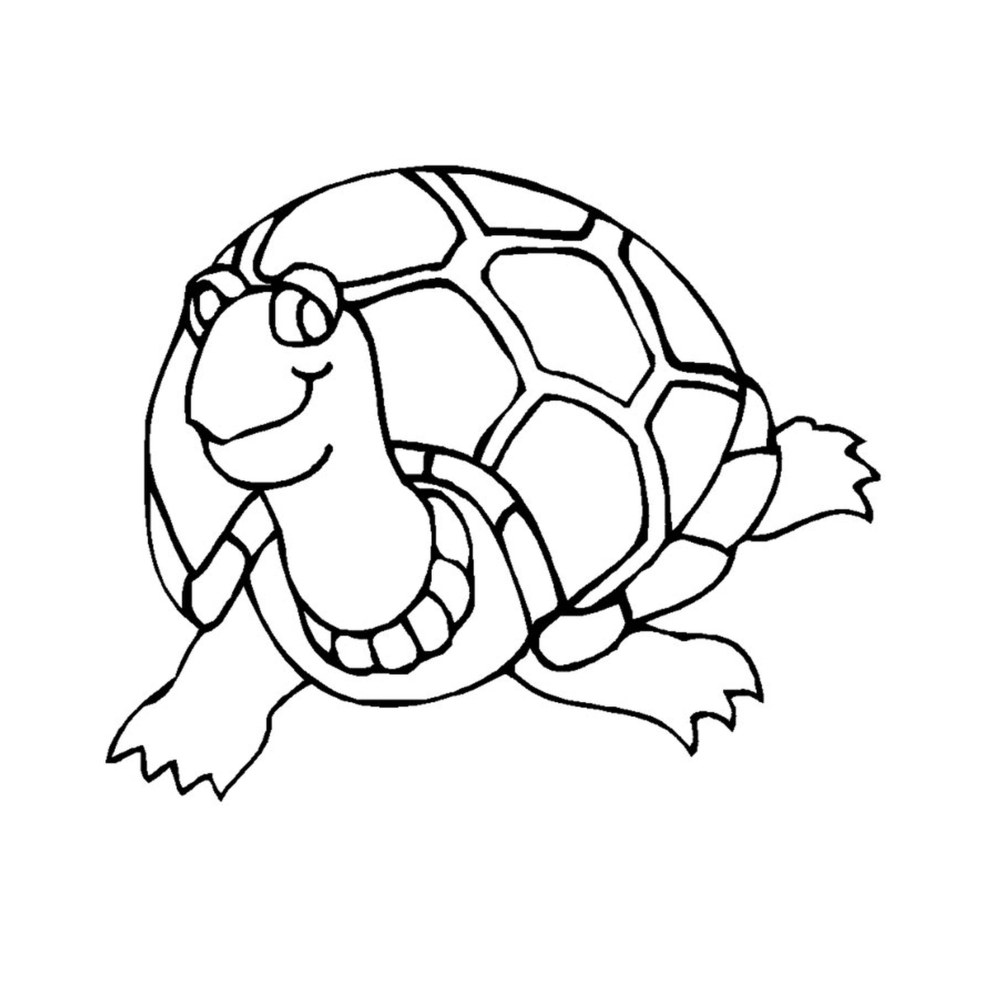 coloriage bebe tortue