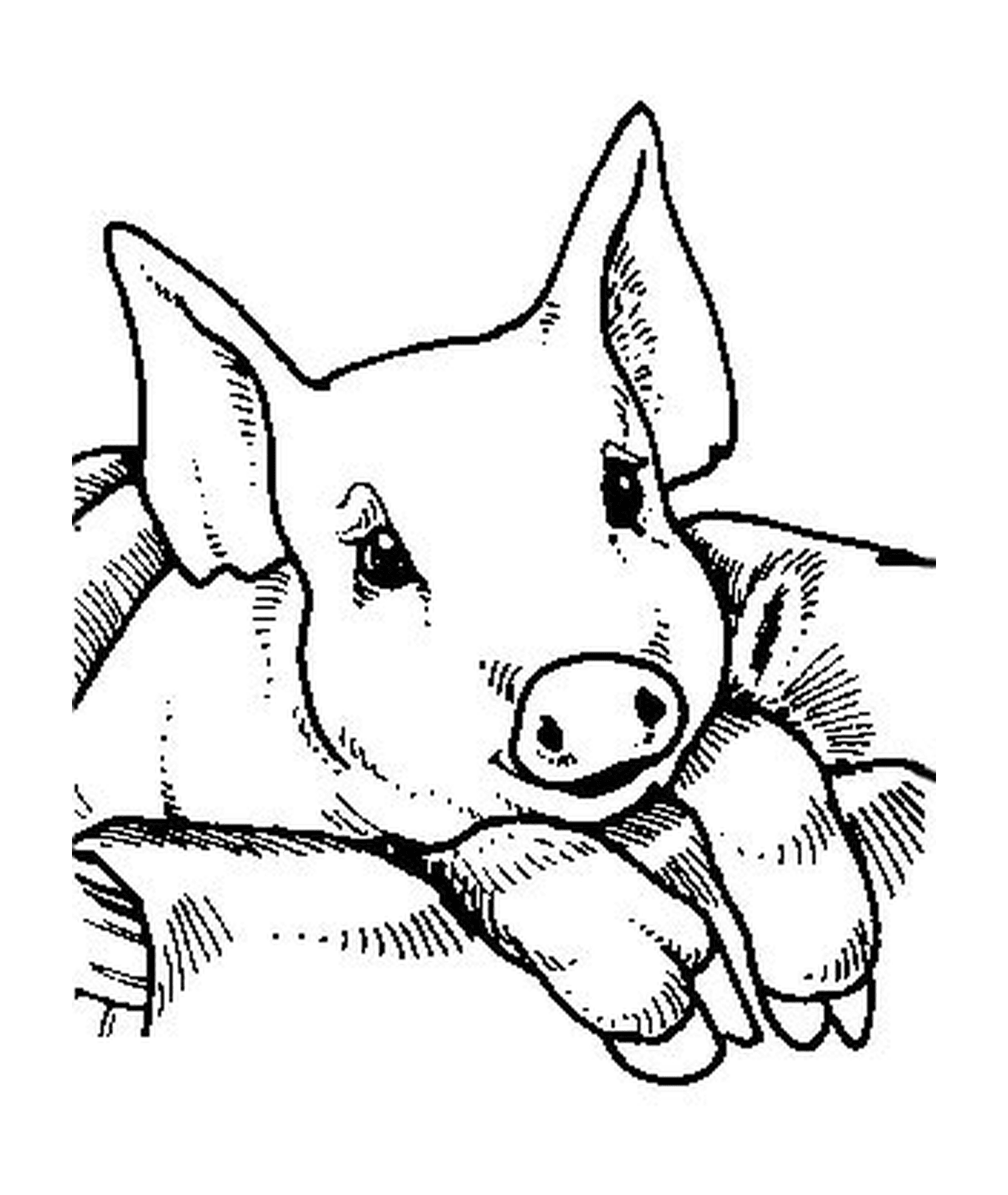 coloriage bebe cochon facile