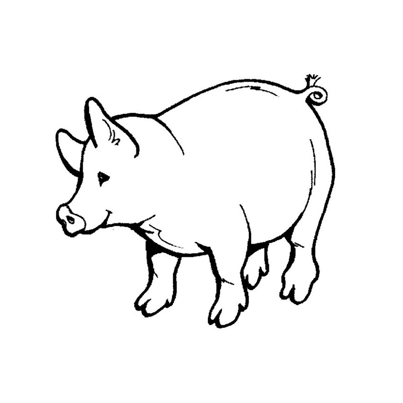 coloriage cochon sauvage
