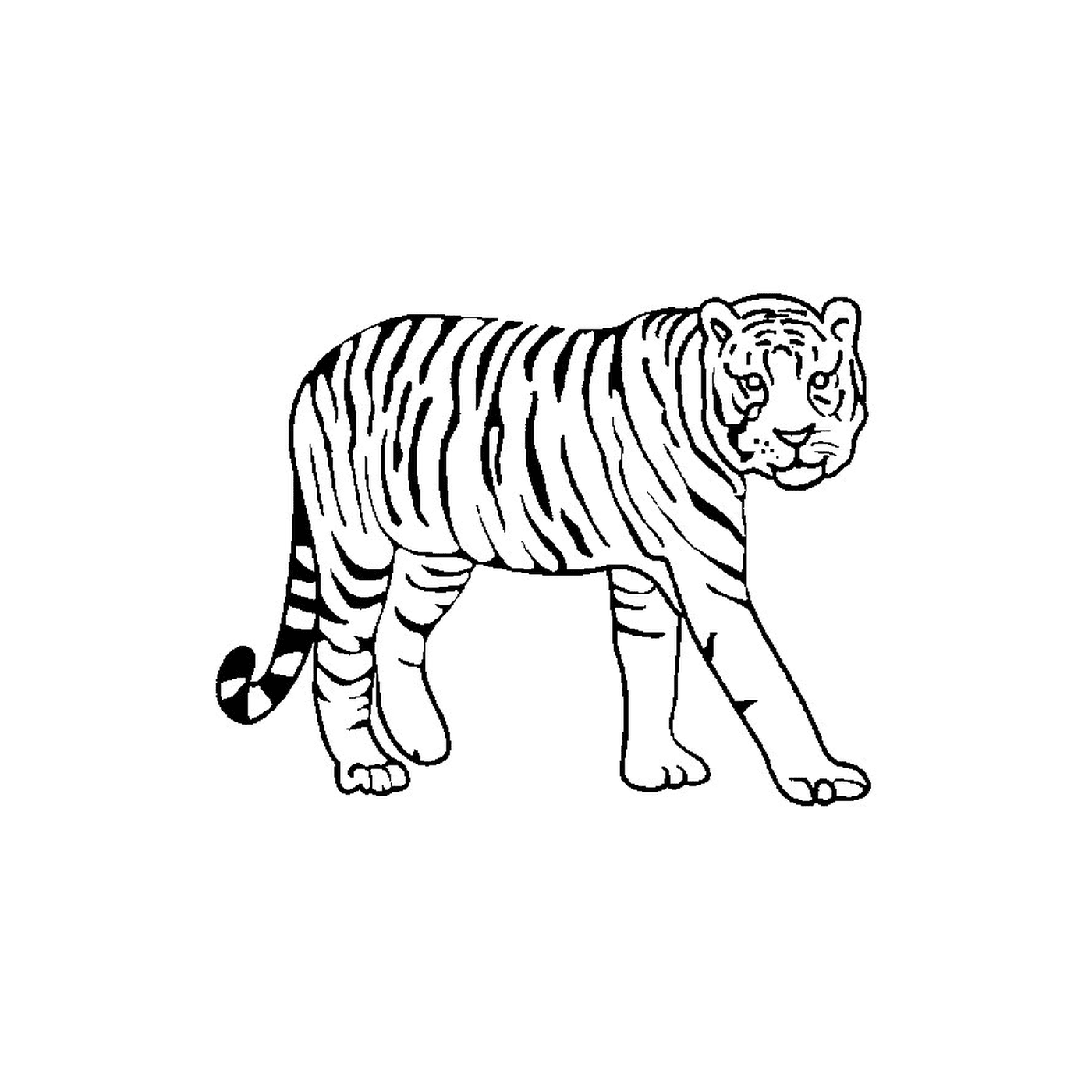 coloriage animaux tigre