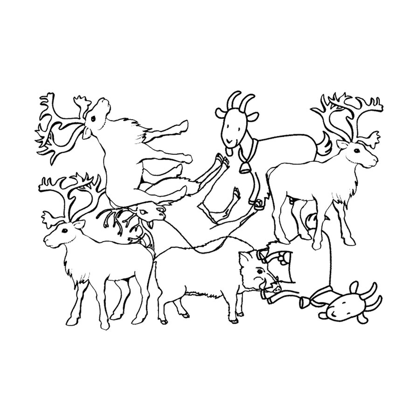 coloriage animaux pole nord