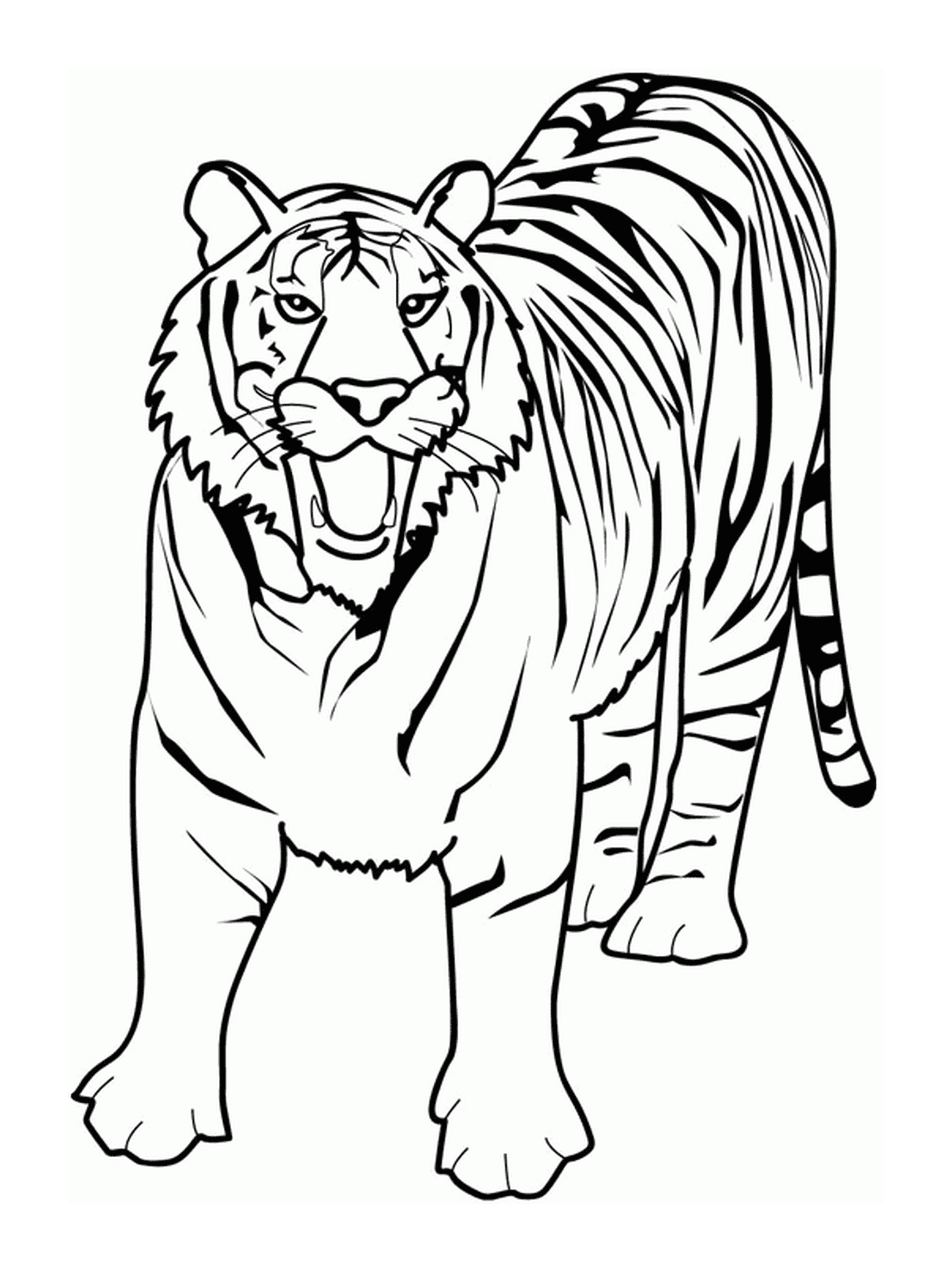 coloriage dessin animaux tigre