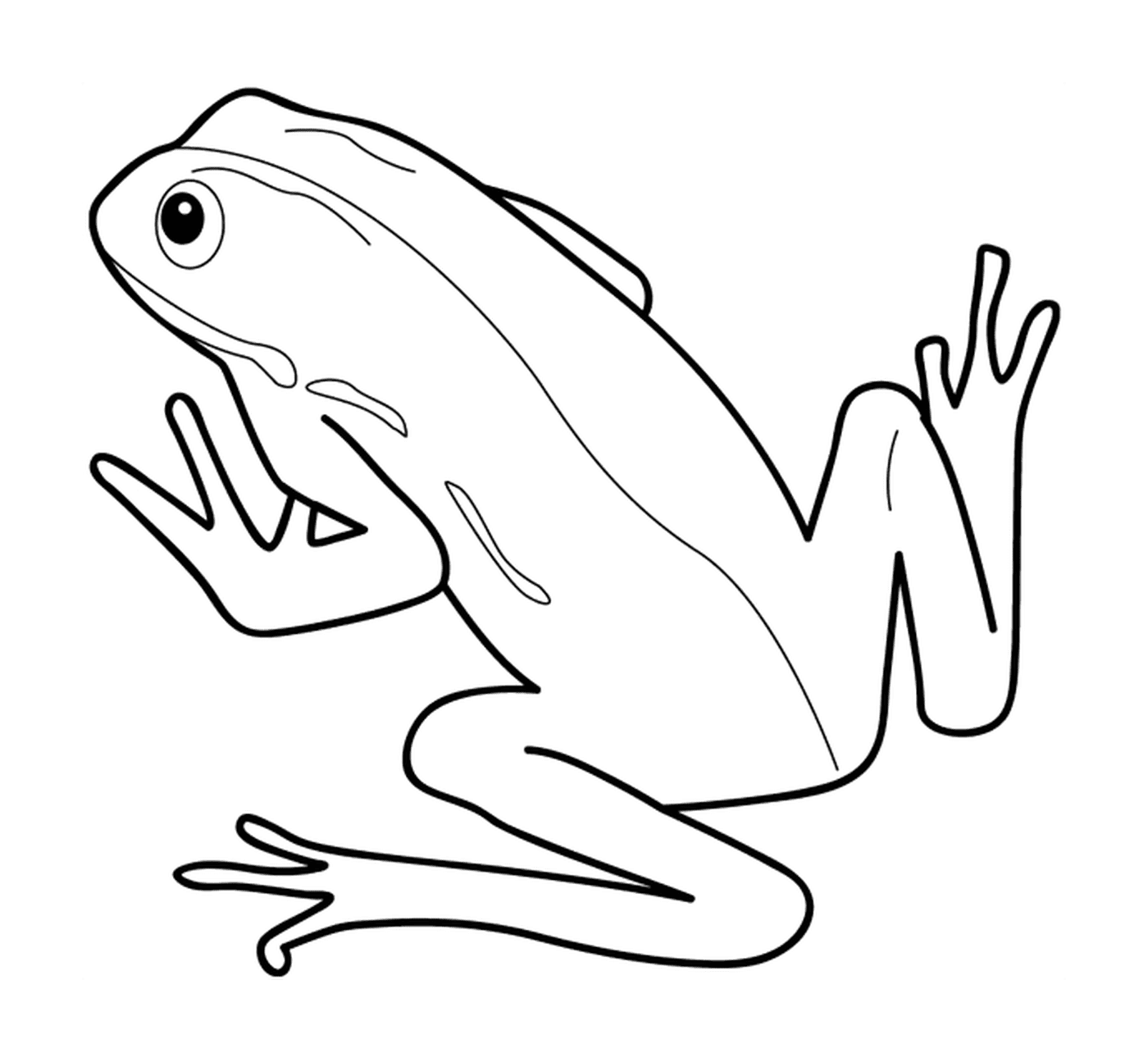 coloriage dessin animaux grenouille