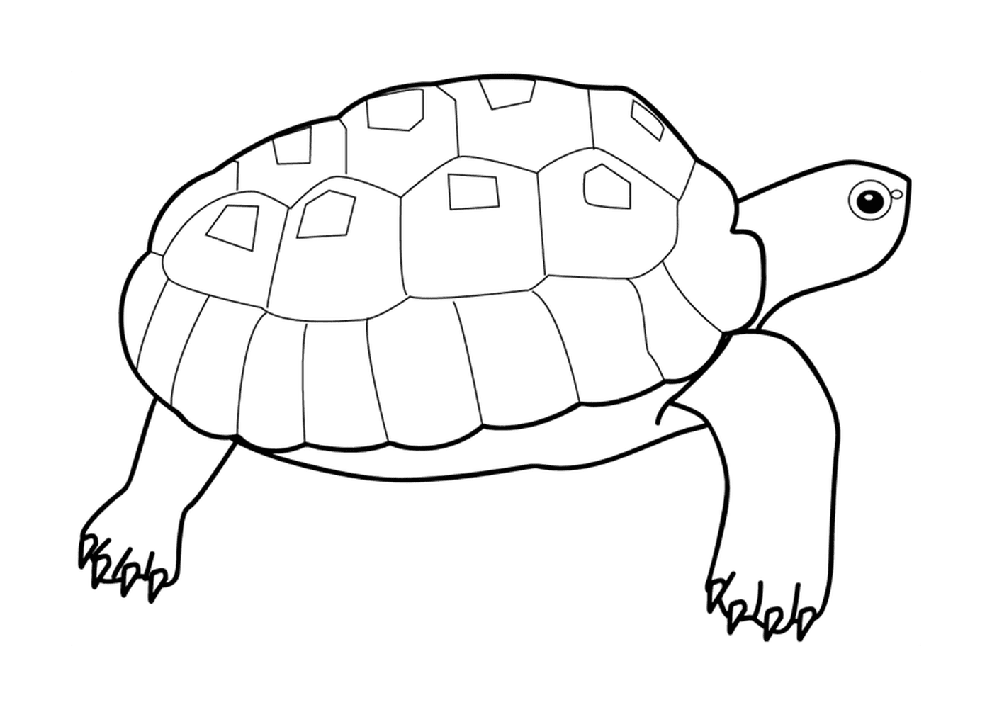 coloriage dessin animaux tortue
