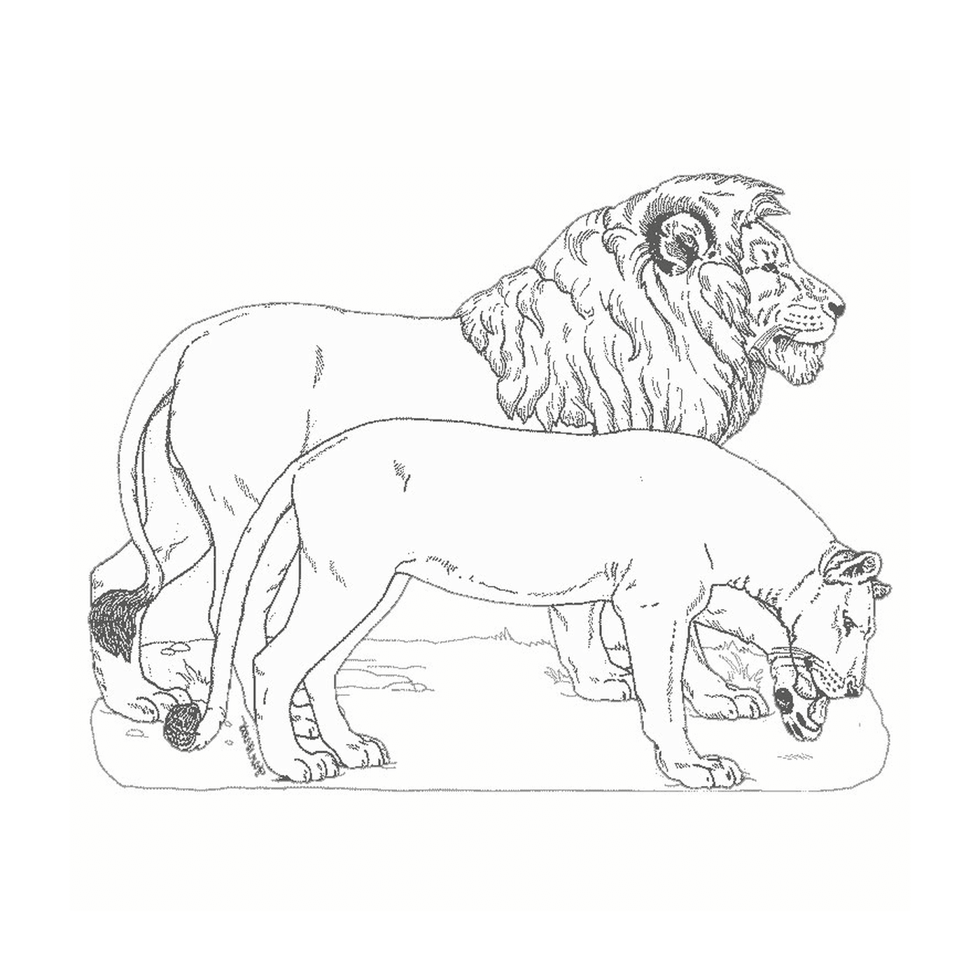 coloriage lion et lionne