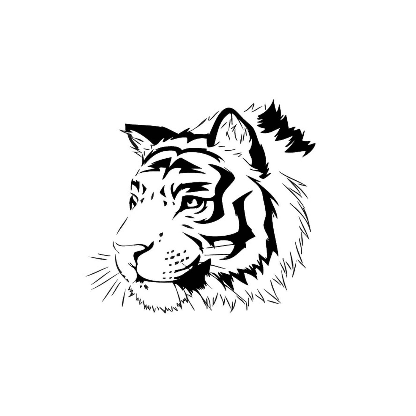 coloriage tigre du bengale