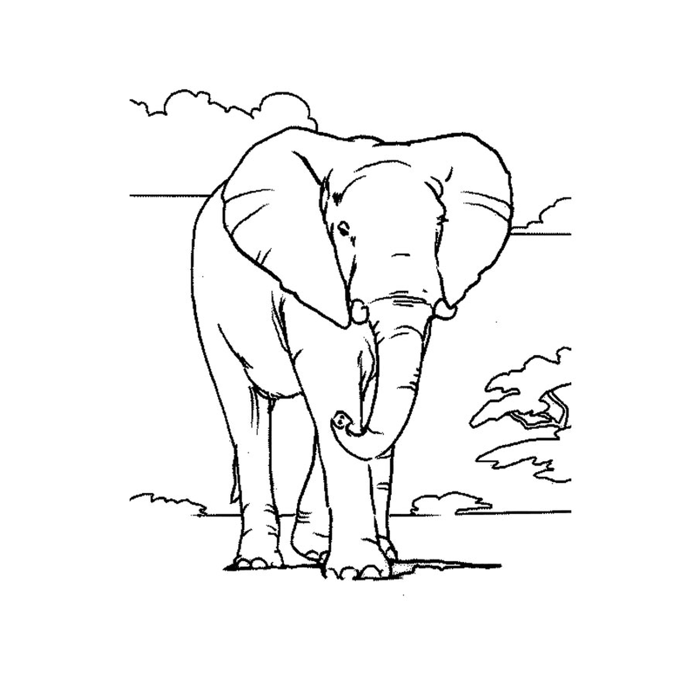 coloriage elephant d afrique