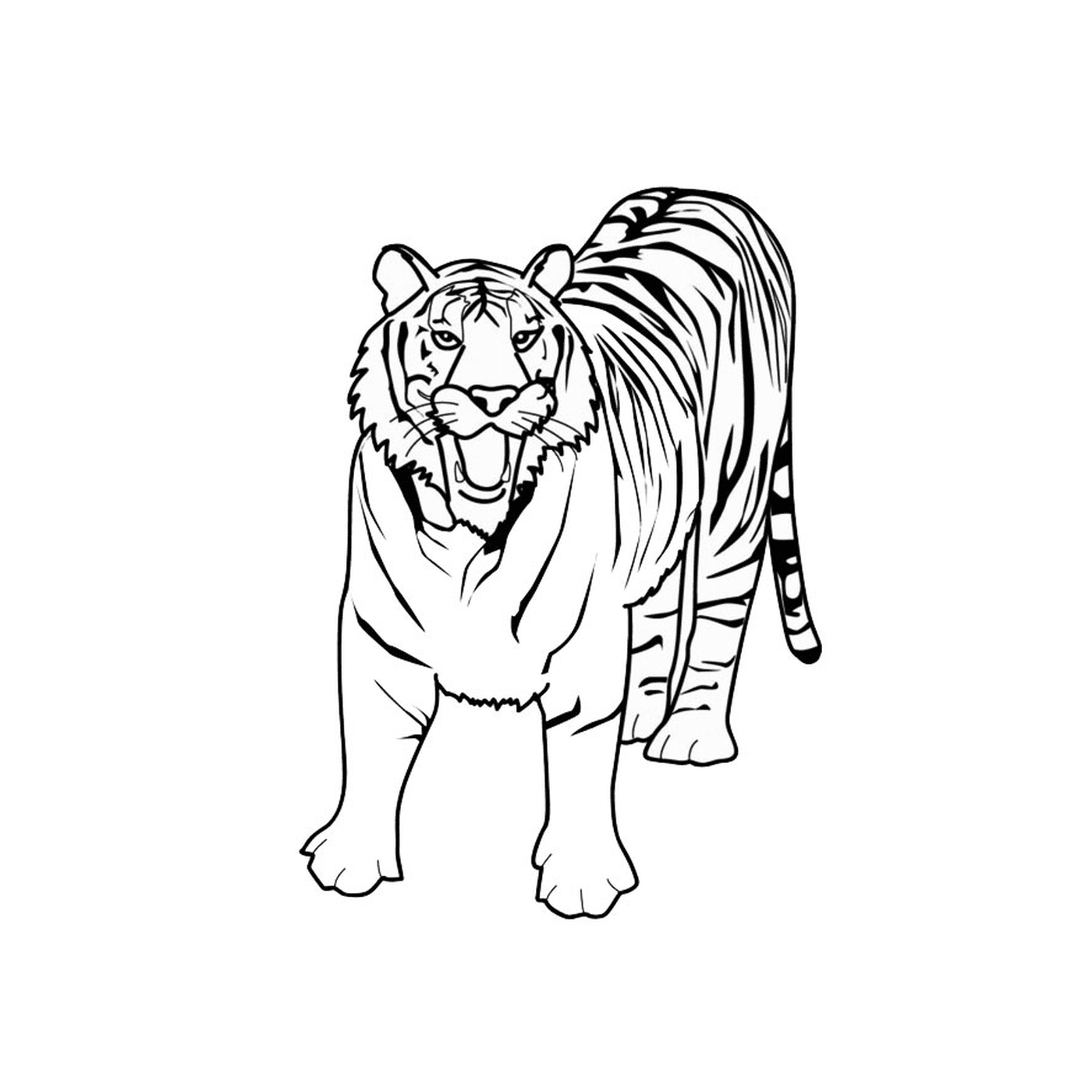 coloriage tigre blanc
