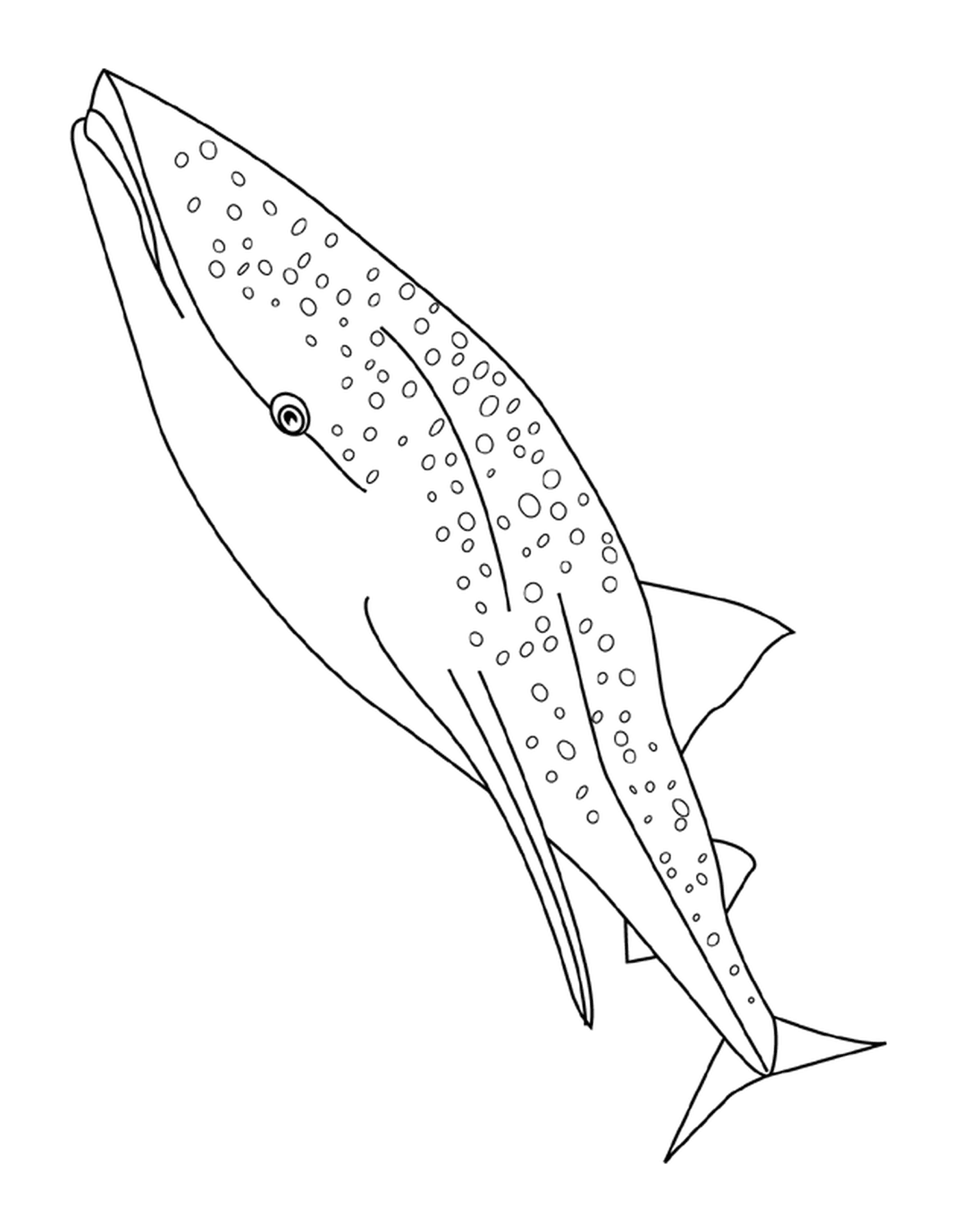 coloriage requin baleine