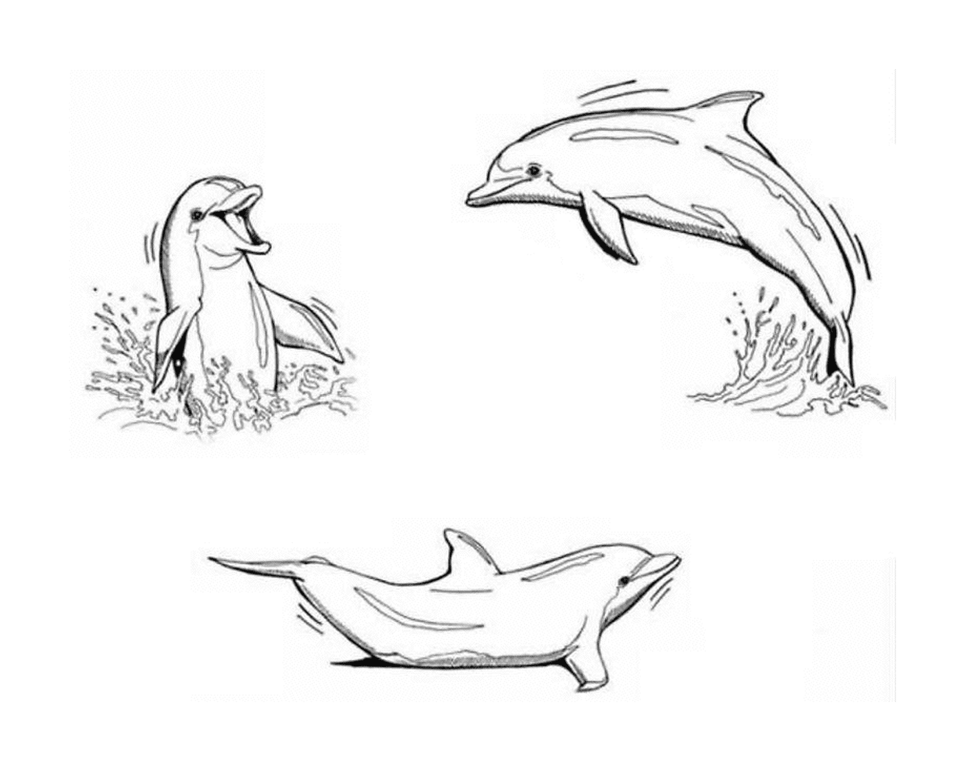 coloriage trois dauphins font une ronde