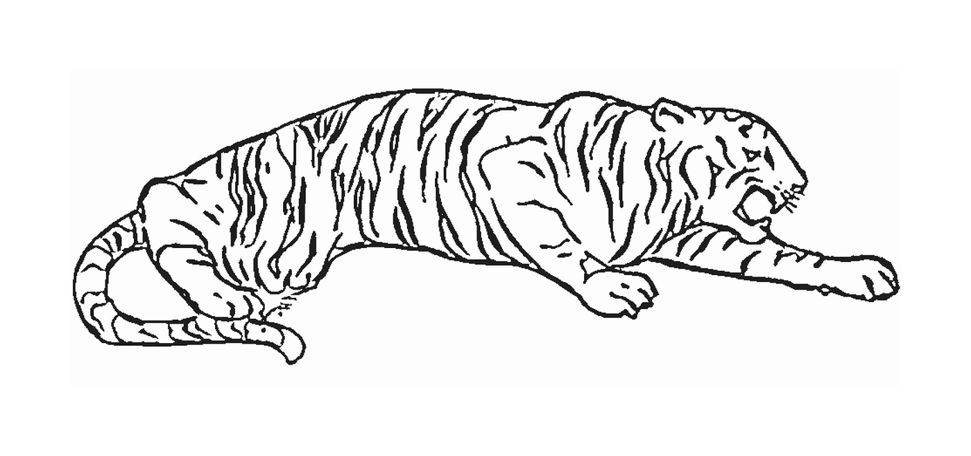 coloriage tigre en plein saut