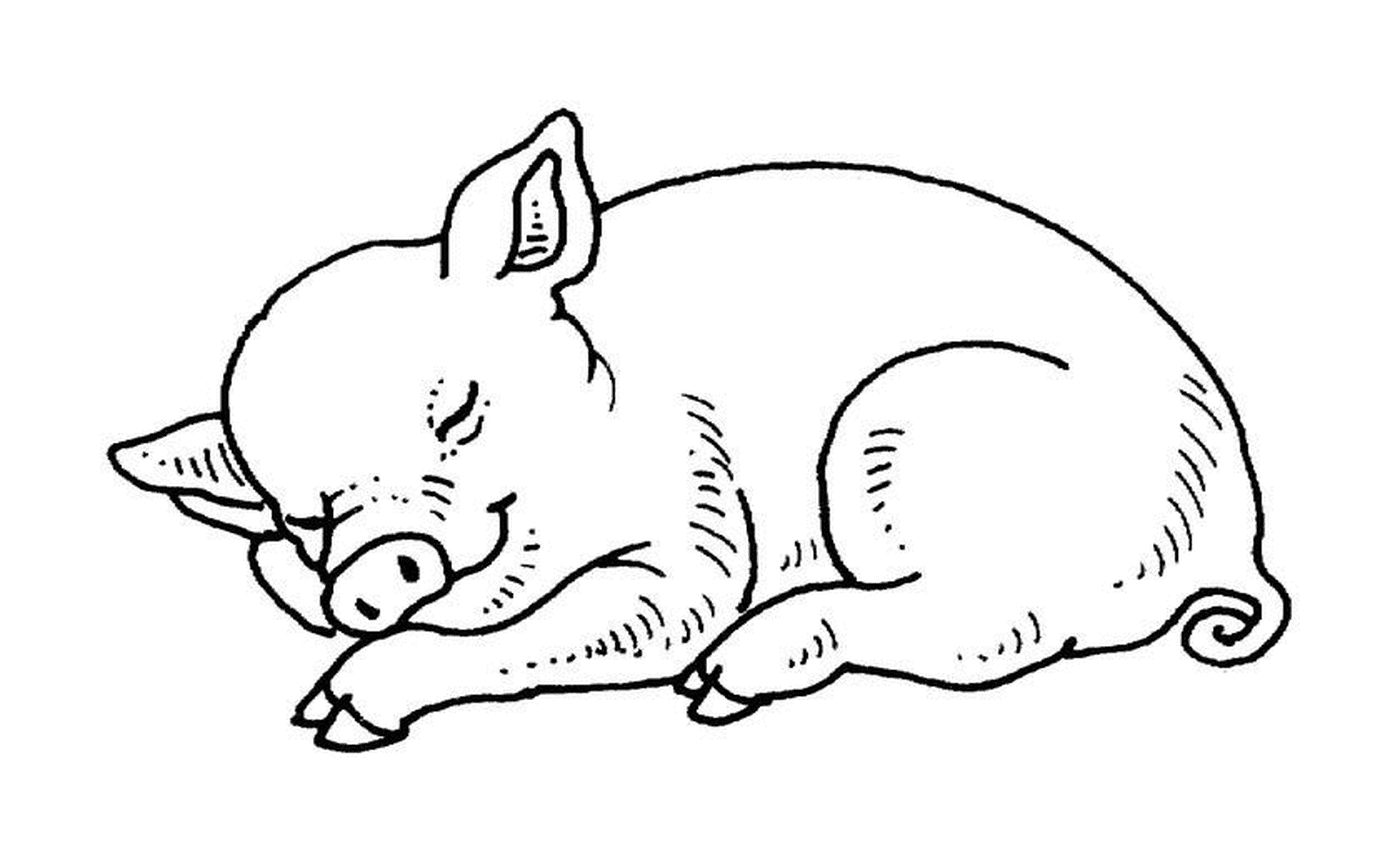 coloriage cochon qui dort