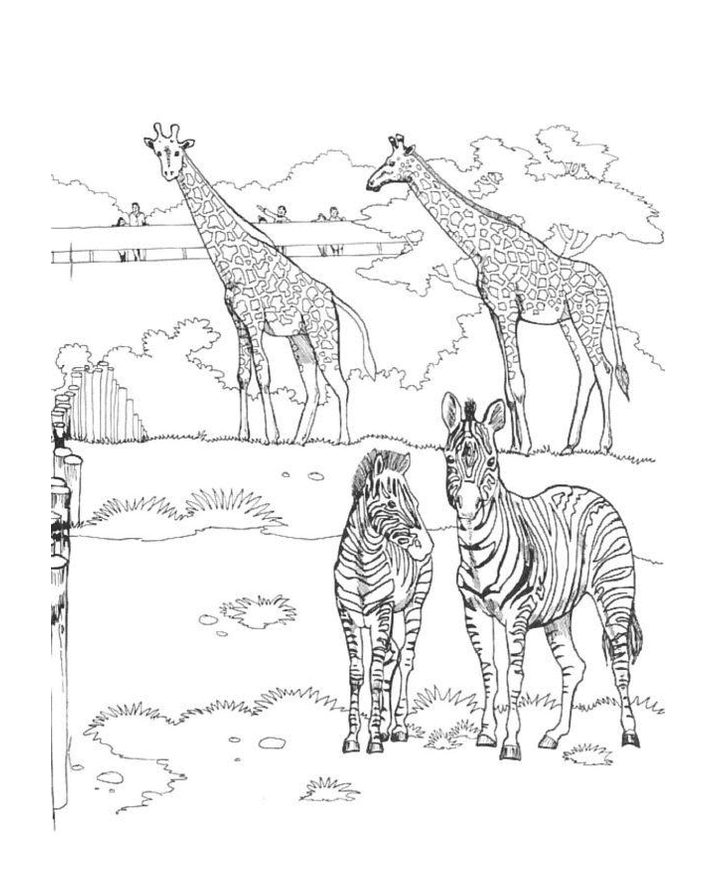 coloriage zebres et girafes