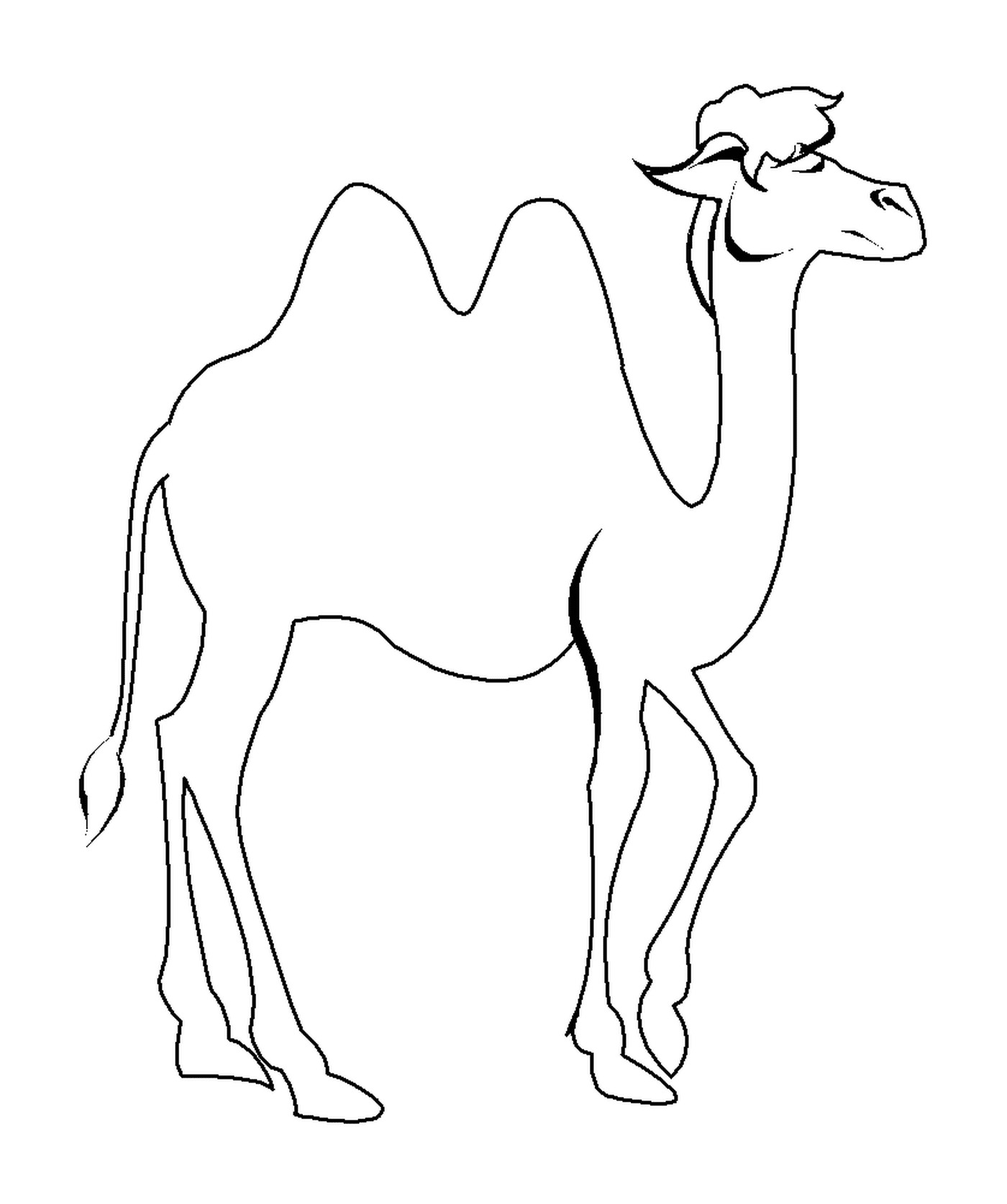 coloriage chameau de profil