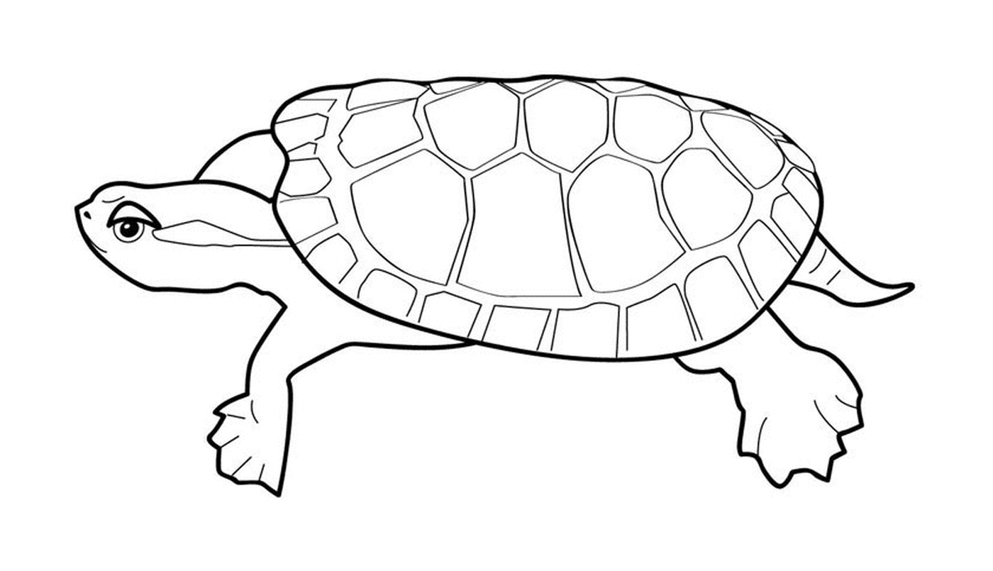 coloriage tortue avec une carapace plate