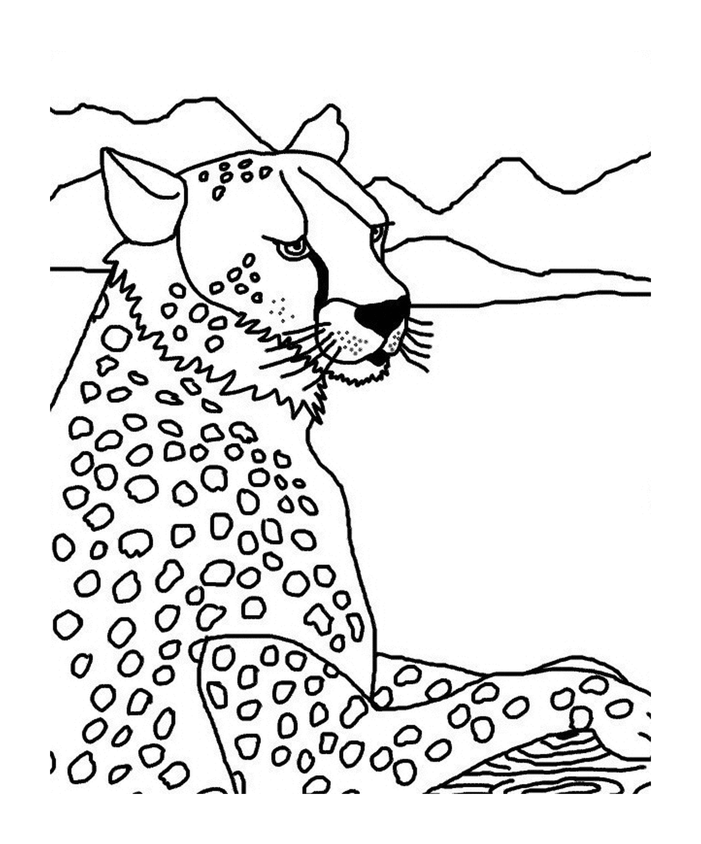 coloriage tete de guepard