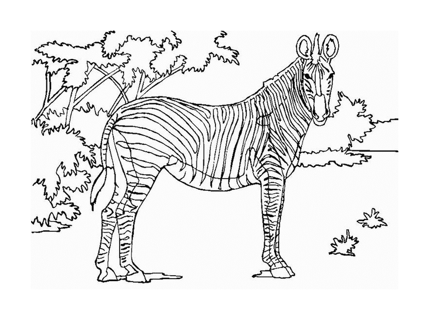 coloriage zebre en savane
