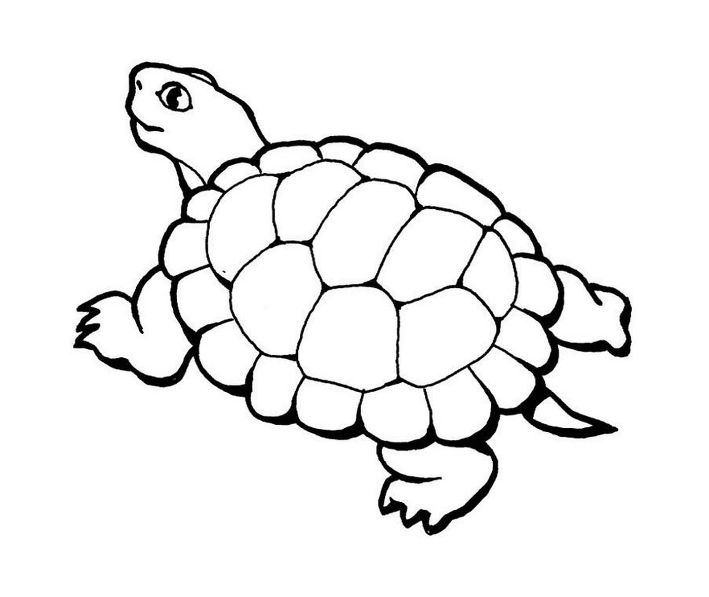 coloriage tortue avec queue