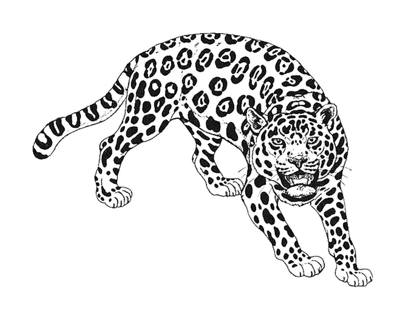 coloriage dessin d un guepard