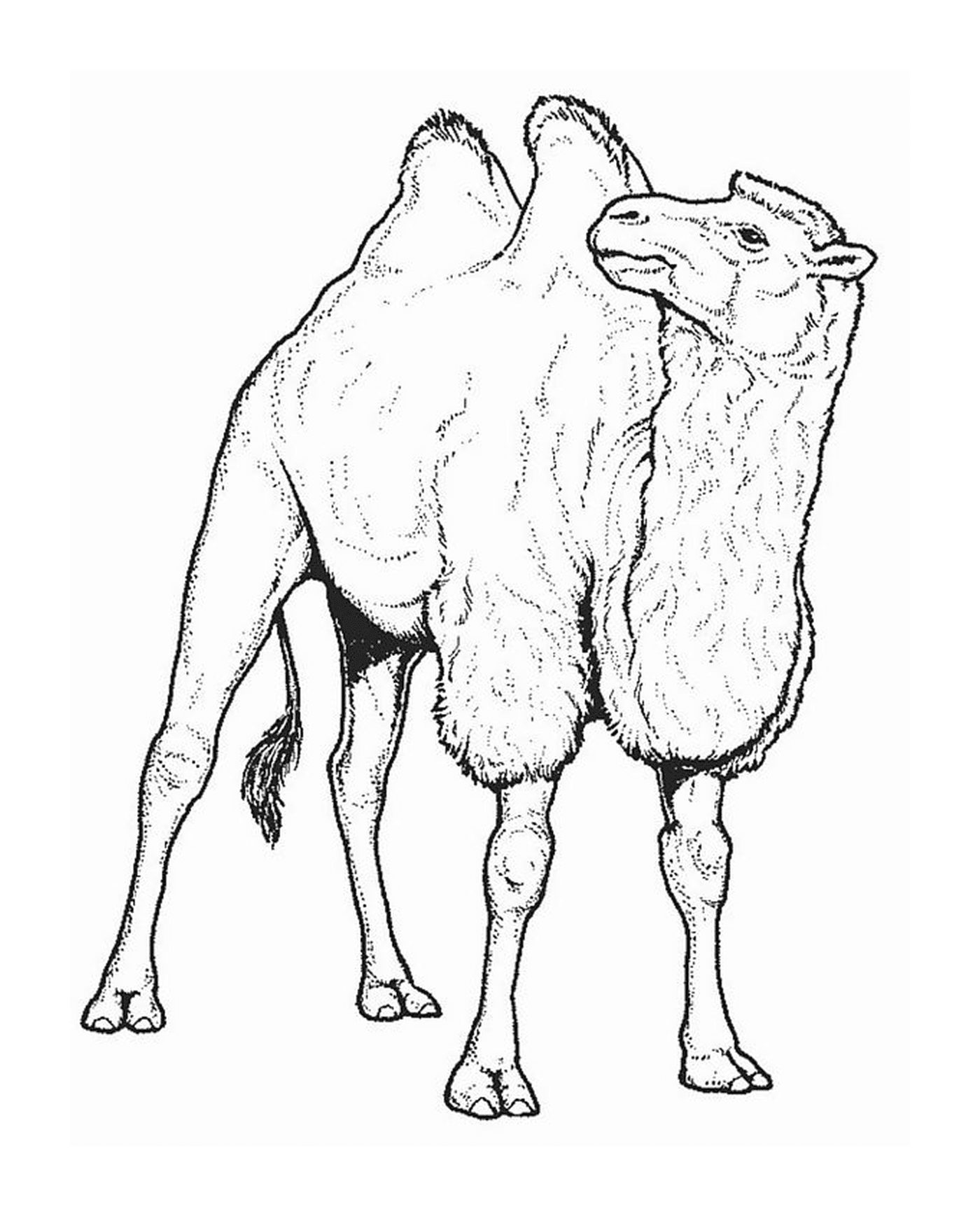 coloriage dessin de chameau