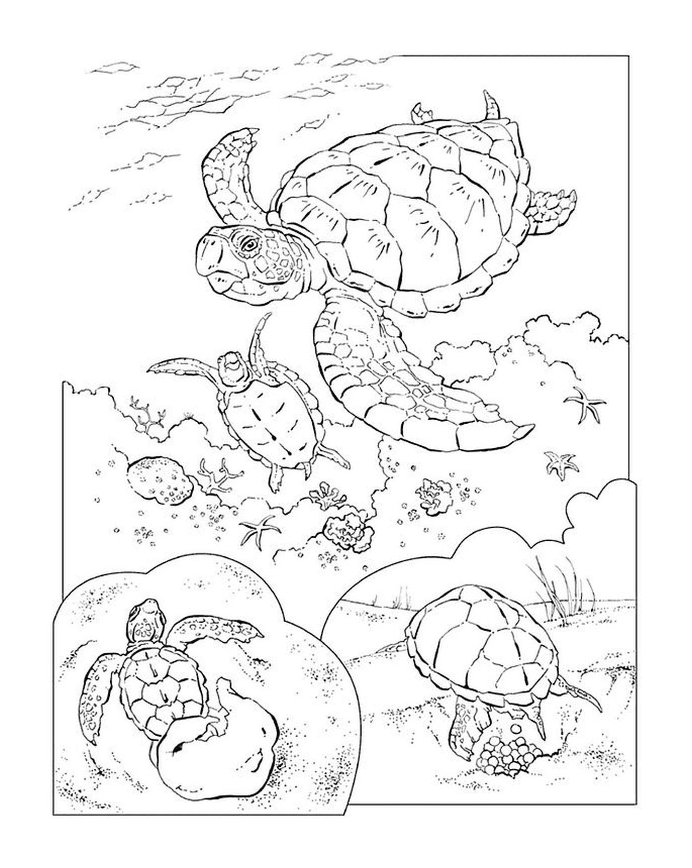coloriage tortues marines