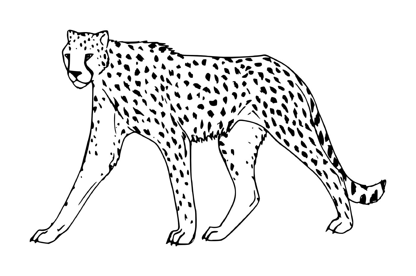 coloriage guepard felins de la jungle