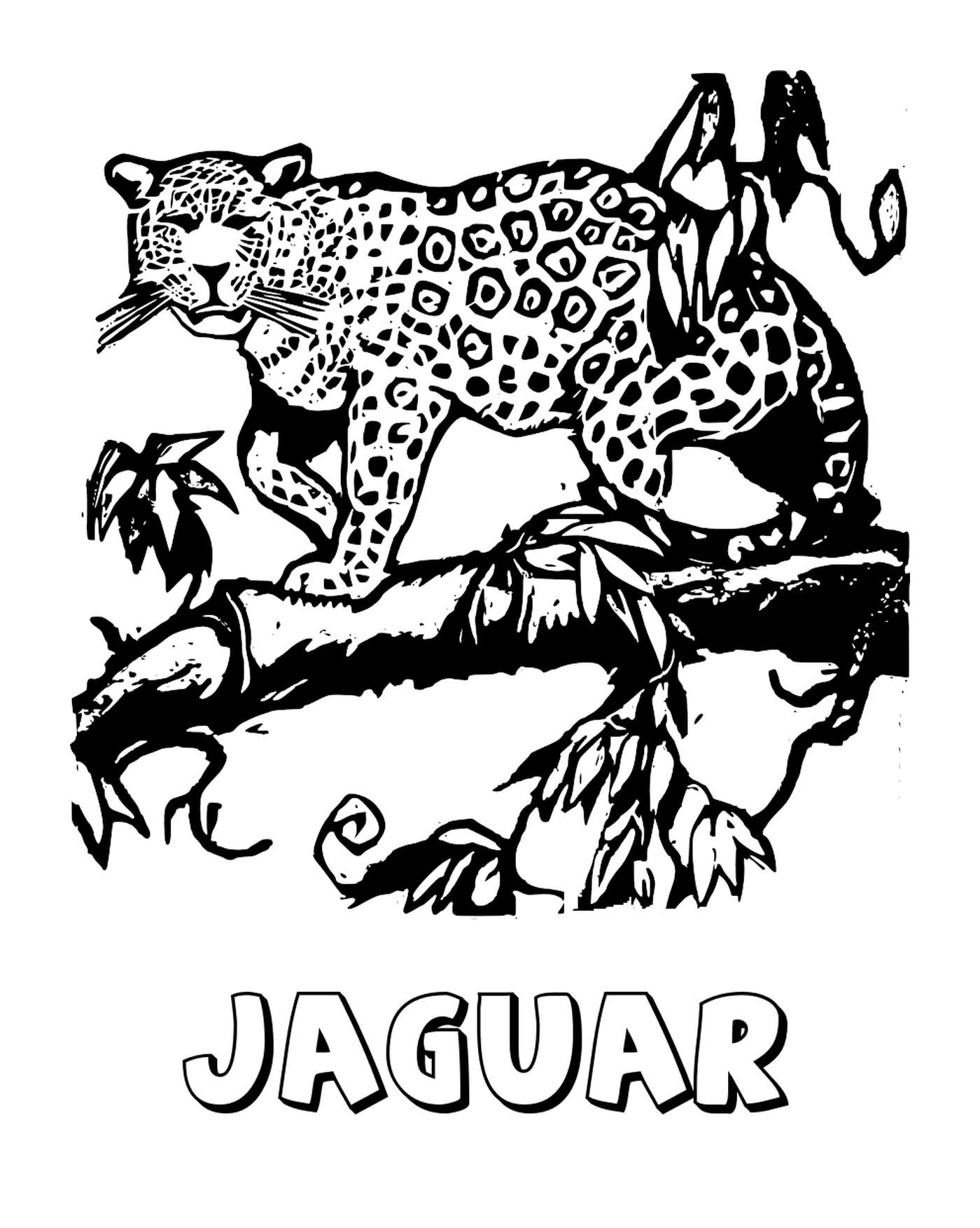 coloriage le grand felin jaguar