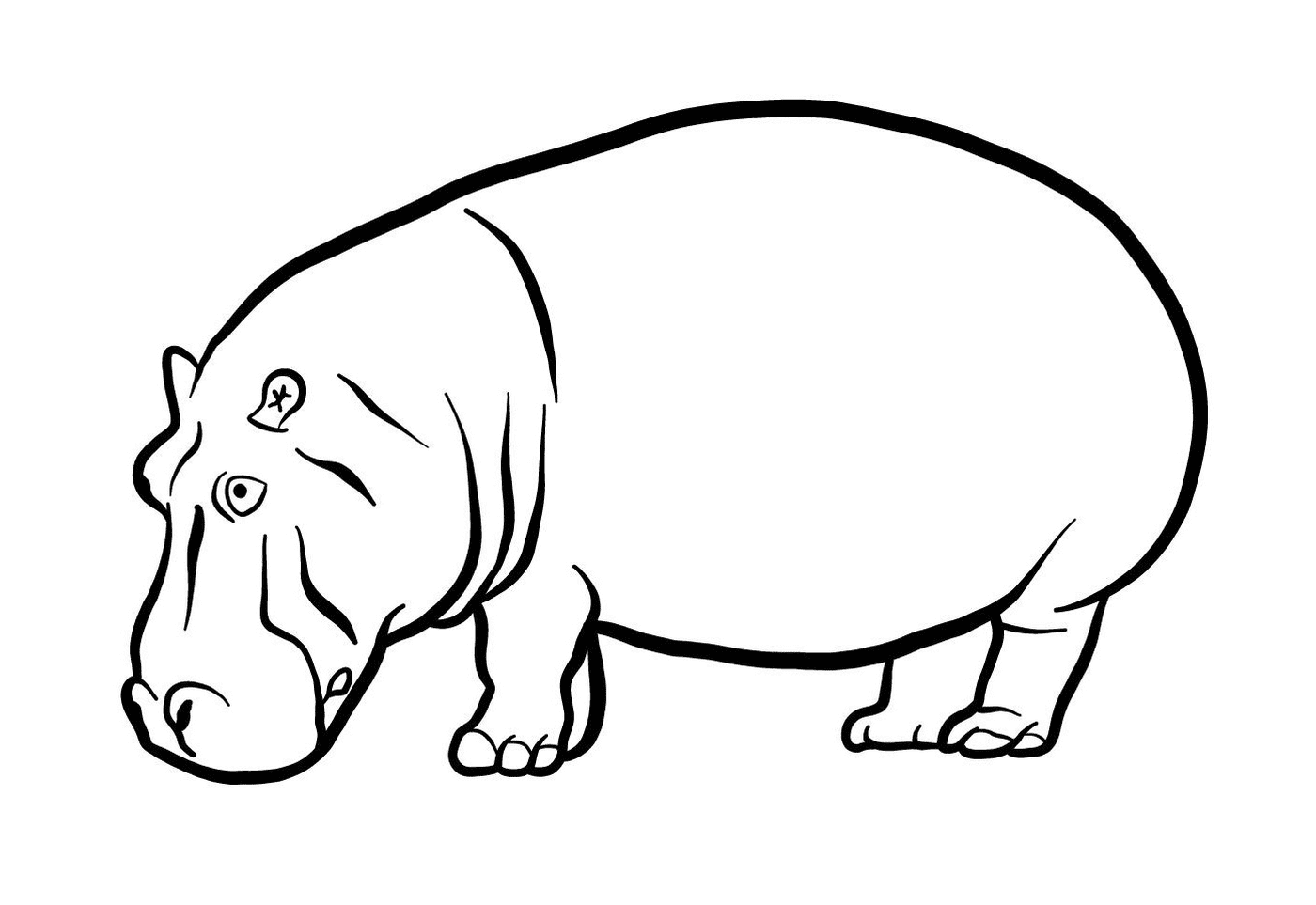 coloriage Hippopotamus
